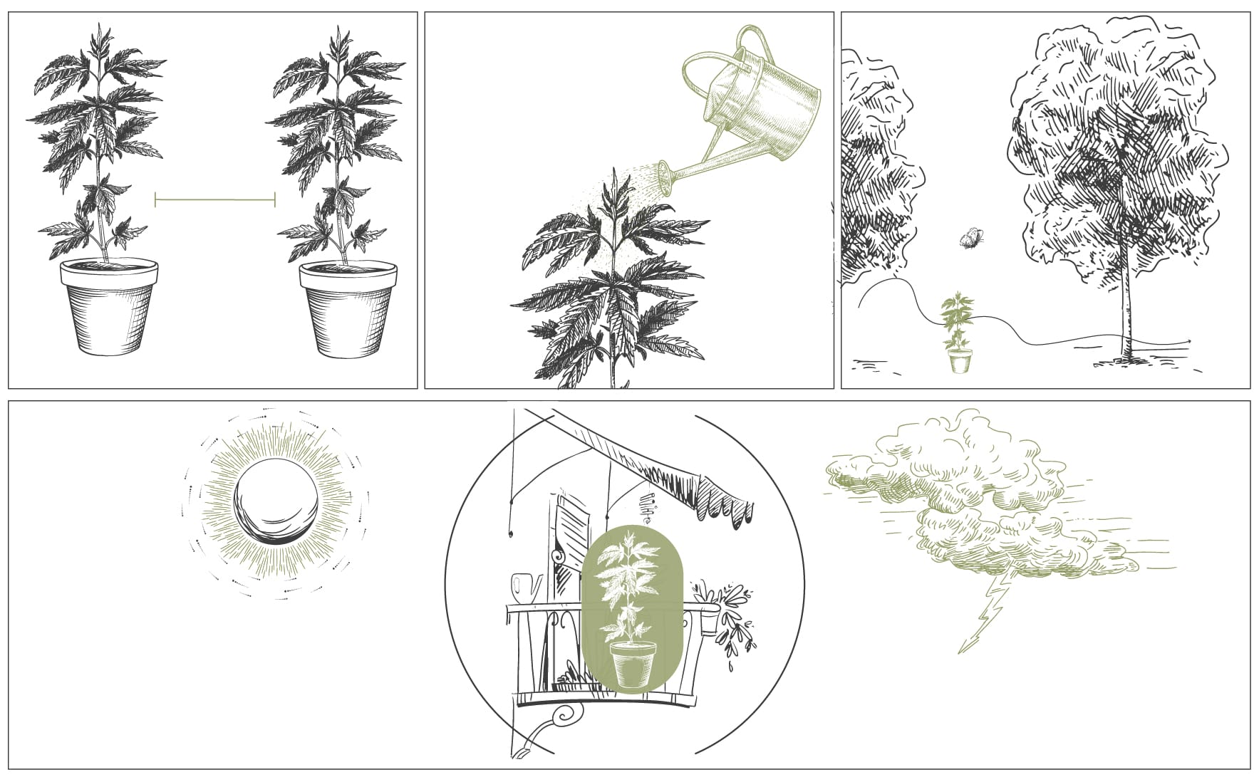 How To Grow Cannabis With Dense BudsCómo cultivar marihuana con cogollos densos