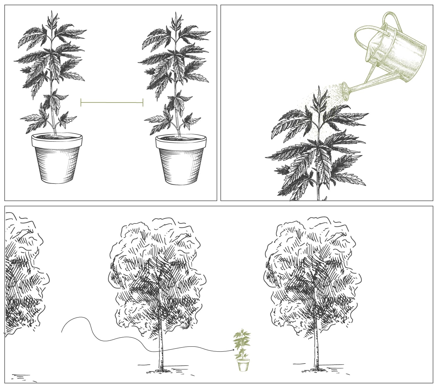 How To Grow Cannabis With Dense BudsCómo cultivar marihuana con cogollos densos