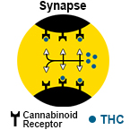 THC and receptors