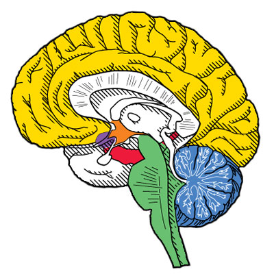 The brain and cannabis receptors