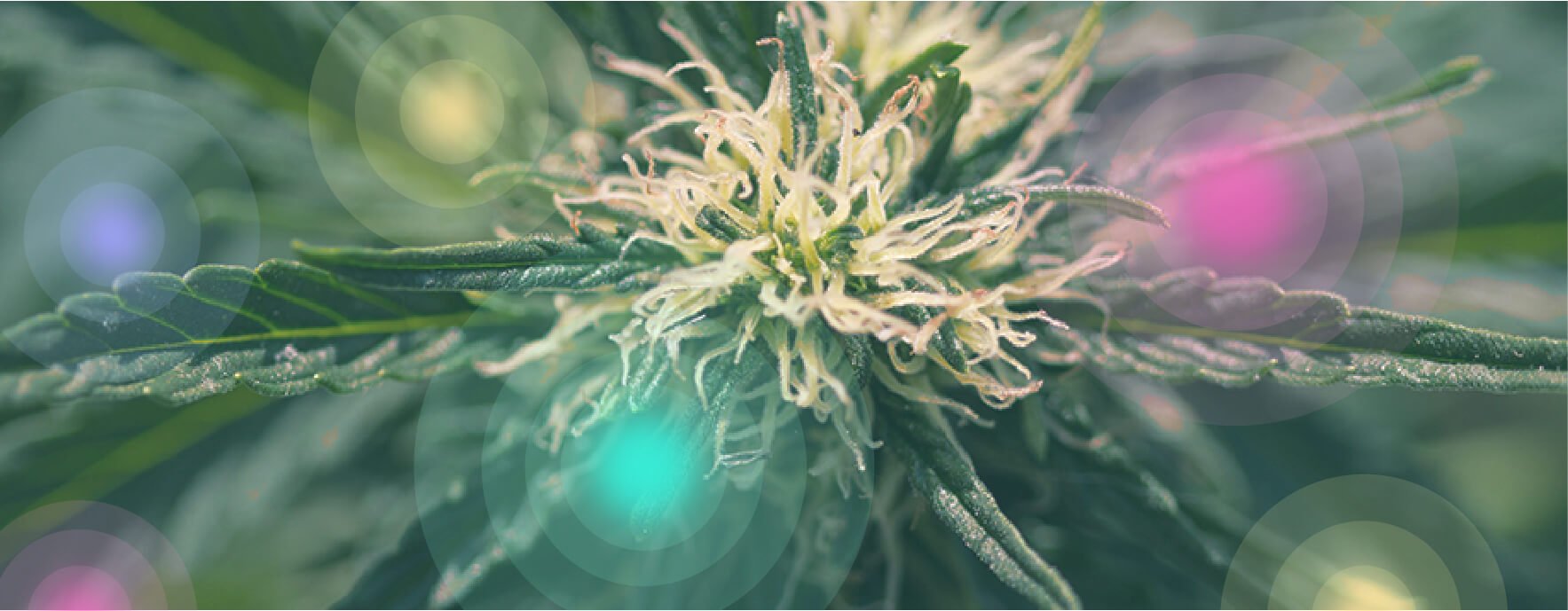 ¿Qué es la marihuana medicinal?
