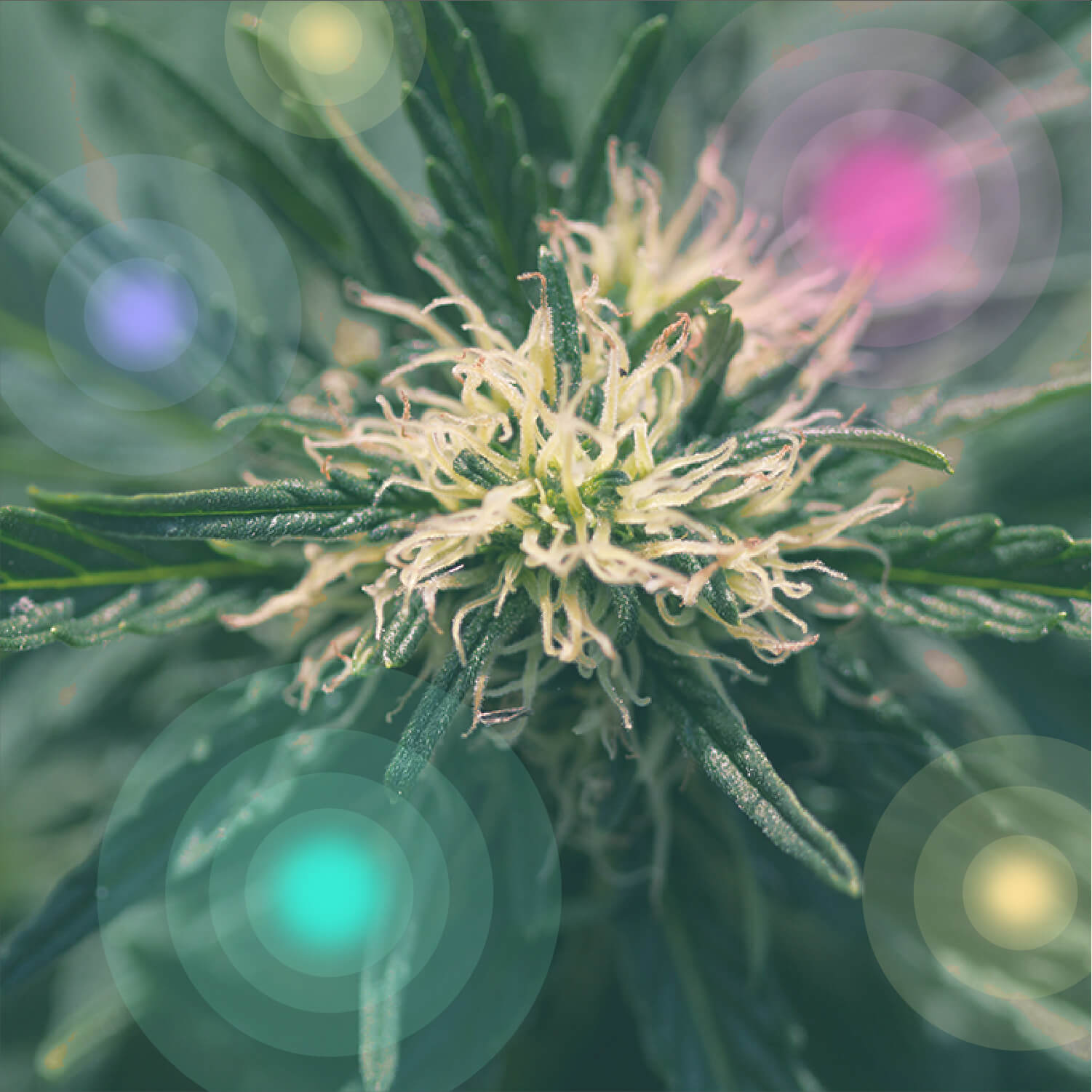 ¿Qué es la marihuana medicinal?