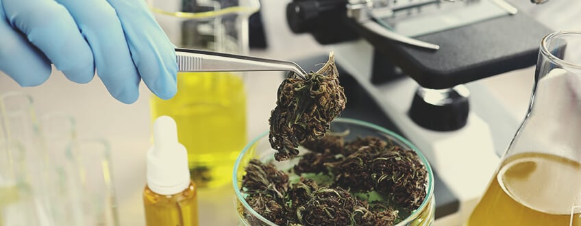 La legalización significa que podemos regular mejor el cannabis