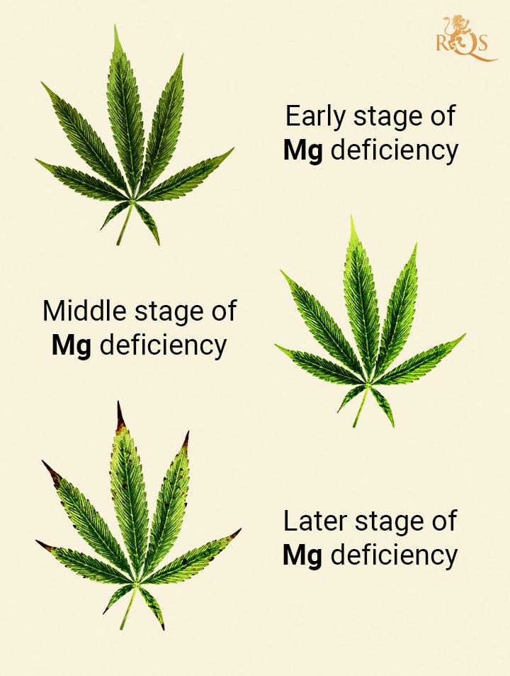 Magnesium deficiency stages