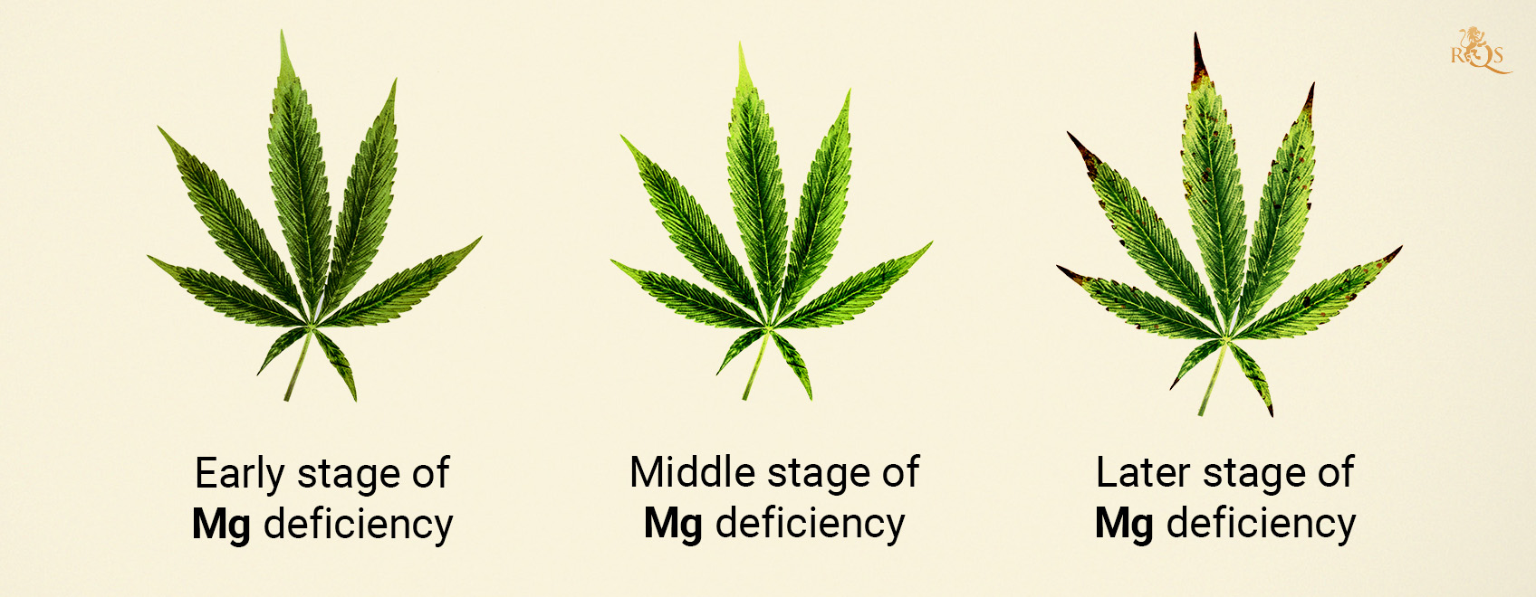 Magnesium deficiency stages