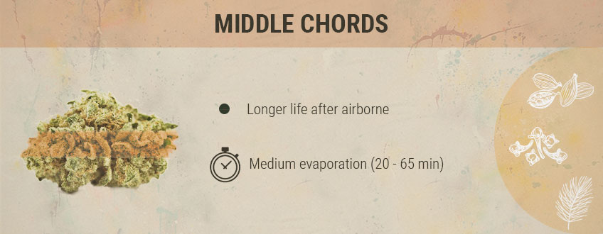 Middle Chords Cannabis Middle Chords Cannabis