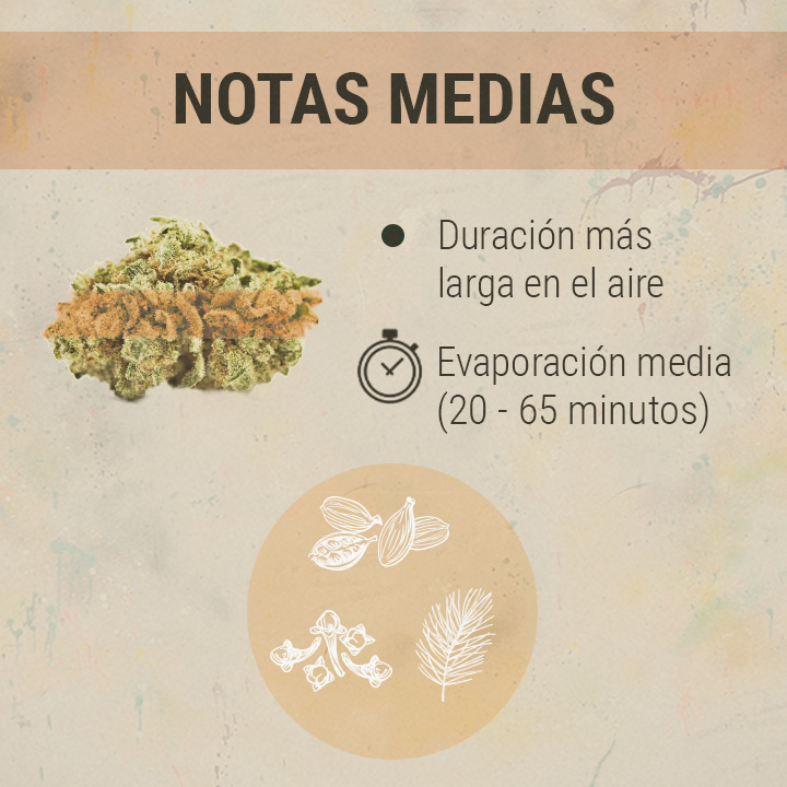 Middle Chords Cannabis Middle Chords Cannabis