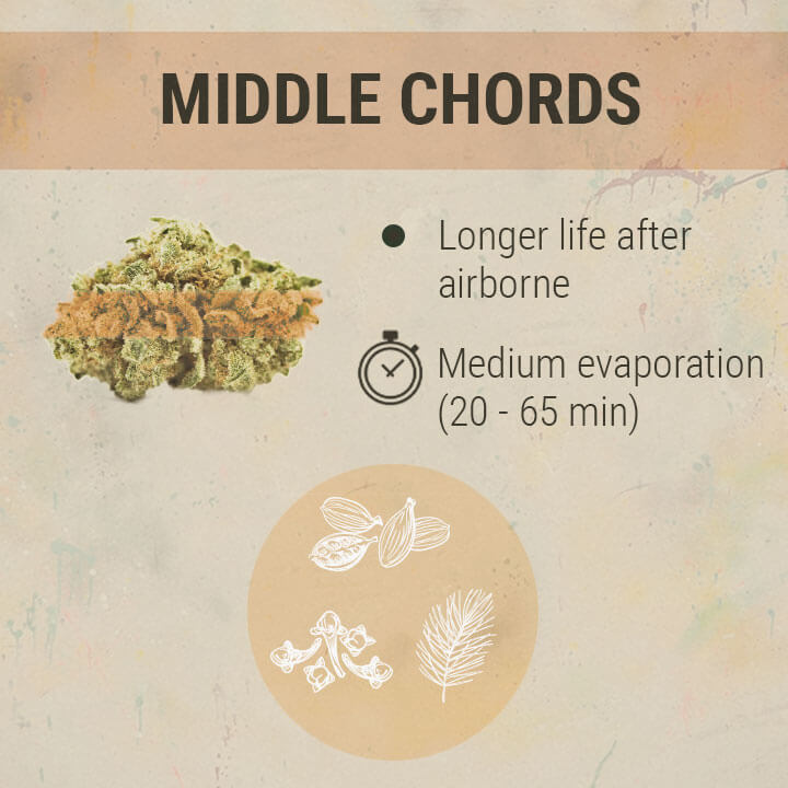 Middle Chords Cannabis Middle Chords Cannabis