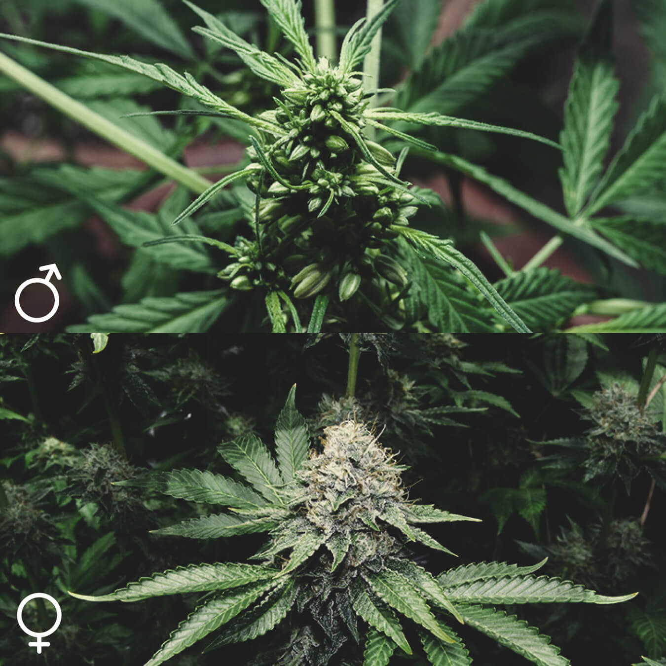 ¿Todas las plantas de marihuana son iguales?