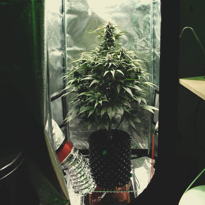 Conceptos básicos del microcultivo Conceptos básicos del microcultivo