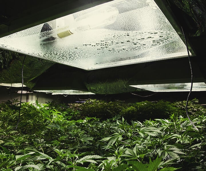 Cómo proporcionar luz ultravioleta a las plantas de marihuana de interior