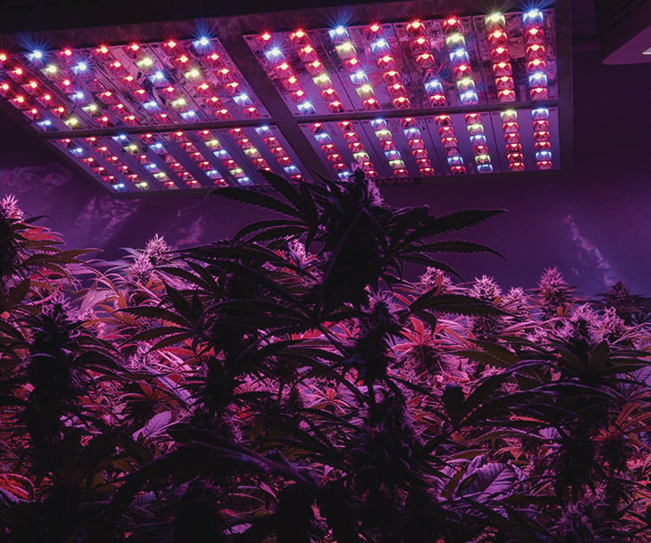 Cómo proporcionar luz ultravioleta a las plantas de marihuana de interior