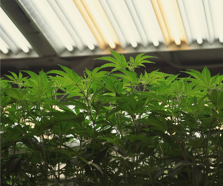 Cómo proporcionar luz ultravioleta a las plantas de marihuana de interior