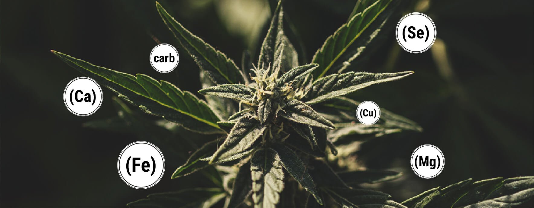 Beneficios de la Melaza para tu planta de Cannabis