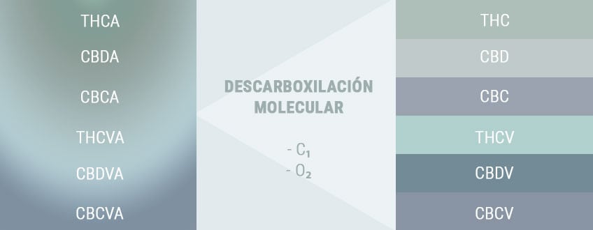 DECARBOXYLATION CHANGES ACIDS TO ACTIVES