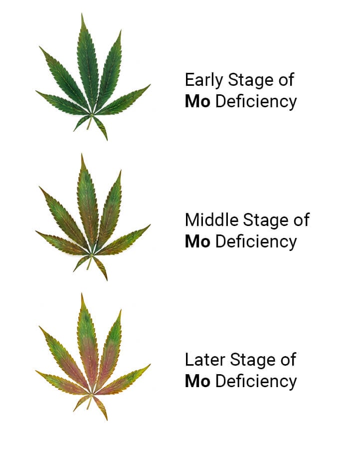 Trichomes