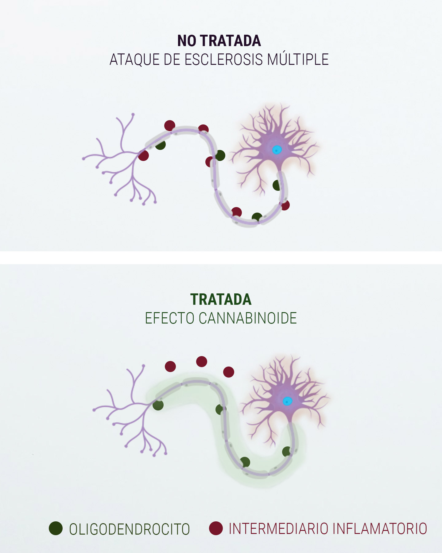 Introducción al sistema endocannabinoide