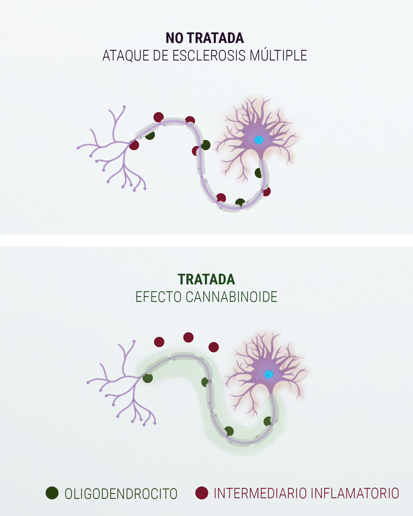 Introducción al sistema endocannabinoide Introducción al sistema endocannabinoide