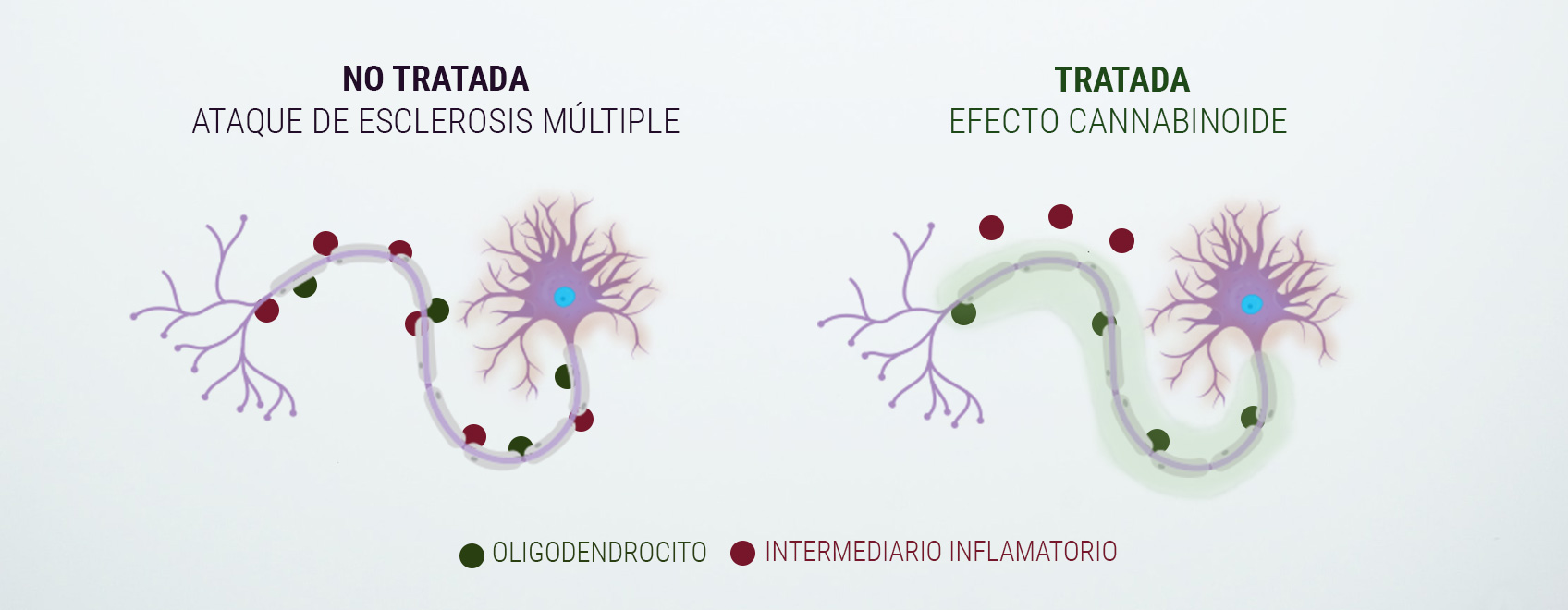 Introducción al sistema endocannabinoide Introducción al sistema endocannabinoide