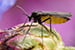 Fungus Gnats