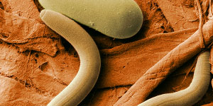 Nematodes