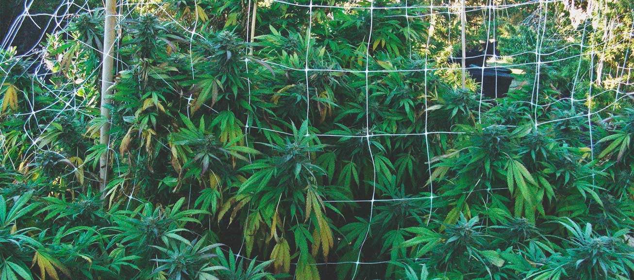 Cómo evitar que las plagas invadan tu cultivo exterior de marihuana