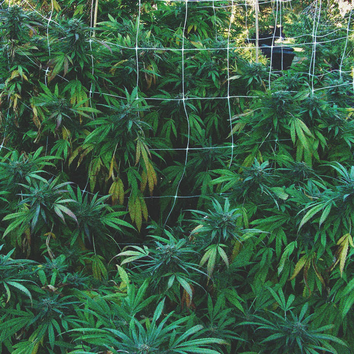Cómo evitar que las plagas invadan tu cultivo exterior de marihuana Cómo evitar que las plagas invadan tu cultivo exterior de marihuana
