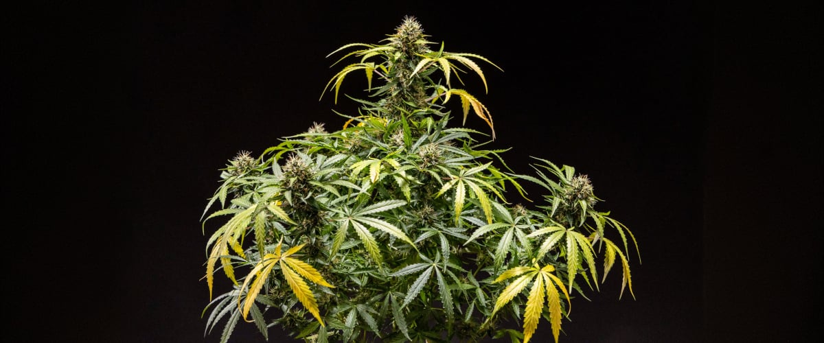 Planta de cannabis North Thunderfuck mostrando cogollos densos y resinosos con pistilos naranjas y tricomas escarchados durante la fase final de floración