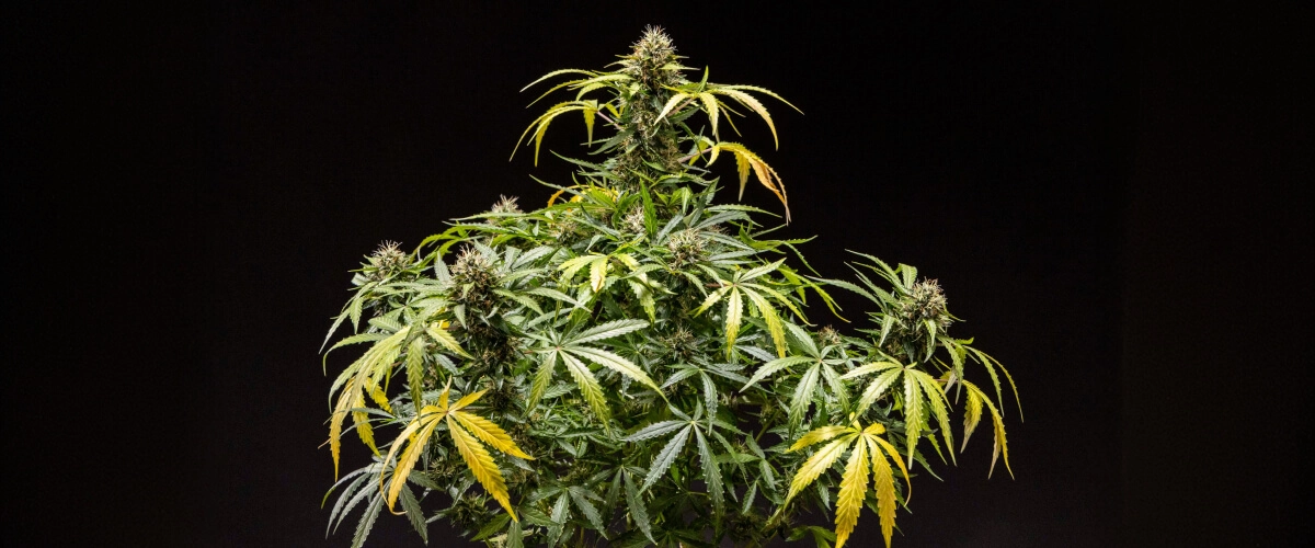 Planta de cannabis North Thunderfuck con cogollos densos y resinosos, pistilos naranjas y tricomas escarchados durante la floración tardía