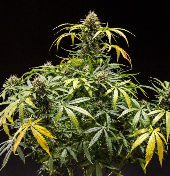 Planta de cannabis North Thunderfuck con cogollos densos y resinosos, pistilos naranjas y tricomas escarchados durante la floración tardía