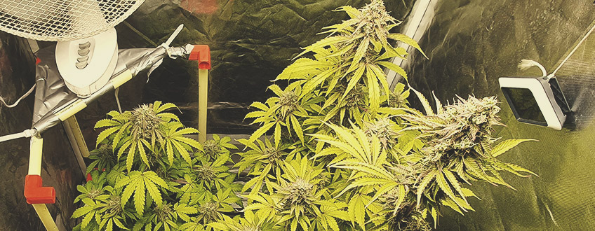 Northern Light Auto Northern Light Auto