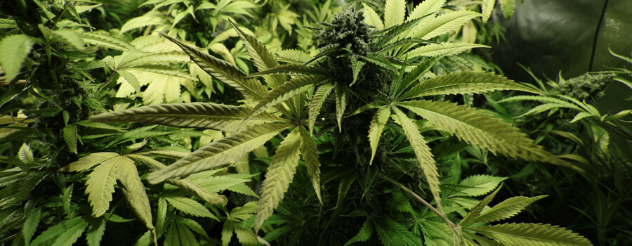 Northern Light Cannabis Climas Cálidos Northern Light Cannabis Climas Cálidos
