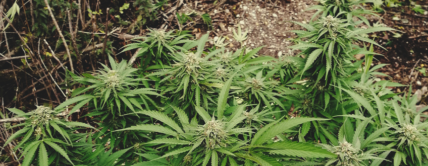 Northern Lights Auto Northern Lights Auto