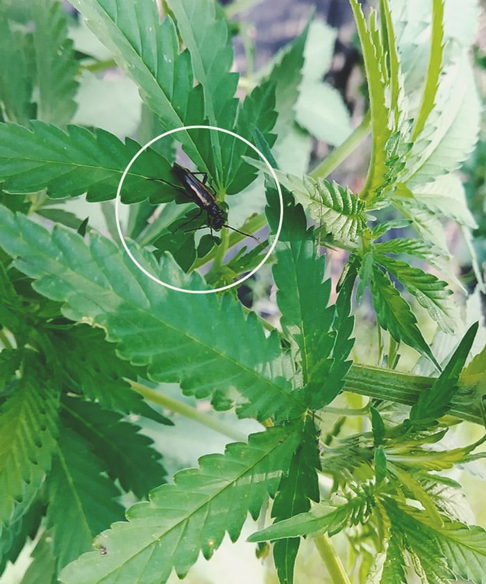 Cómo mantener a los grillos lejos de tus plantas de marihuana