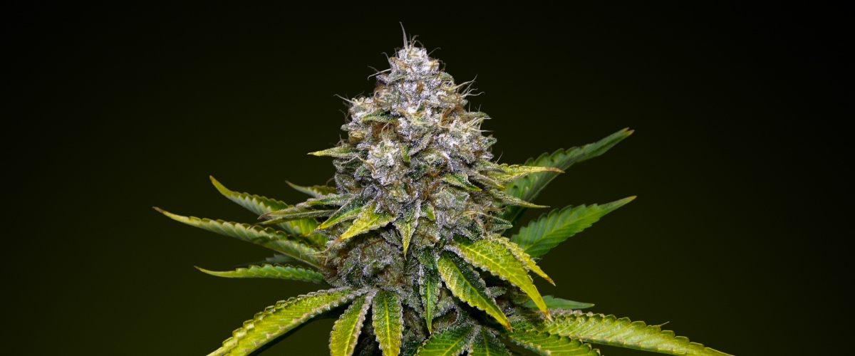 Cogollo de cannabis OG Kush con tricomas escarchados y tonos verdes terrosos, conocido por su sabor a pino y su alta potencia, ideal para infusiones intensas