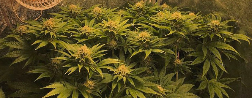 Og Kush Og Kush