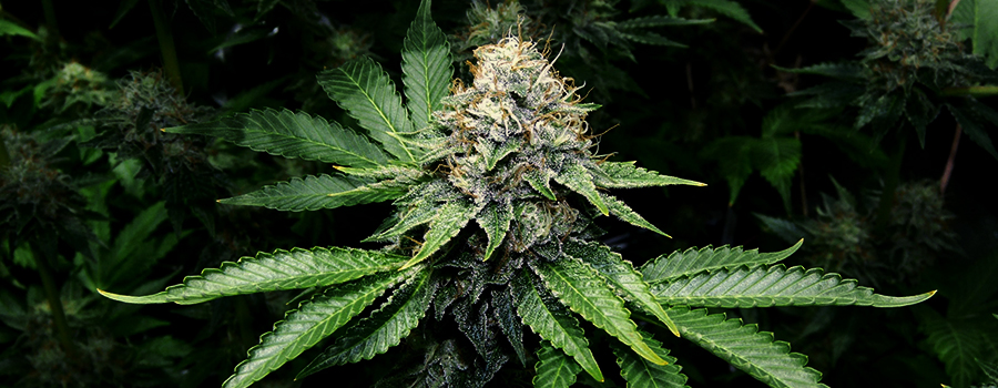 OG Kush Og Kush