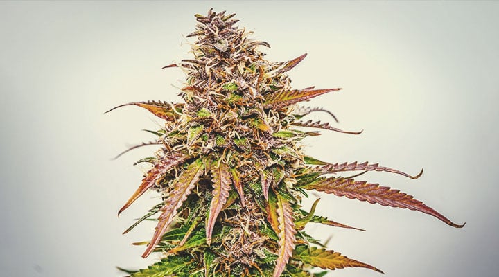 ¿Qué tonalidades puede tener el cannabis?