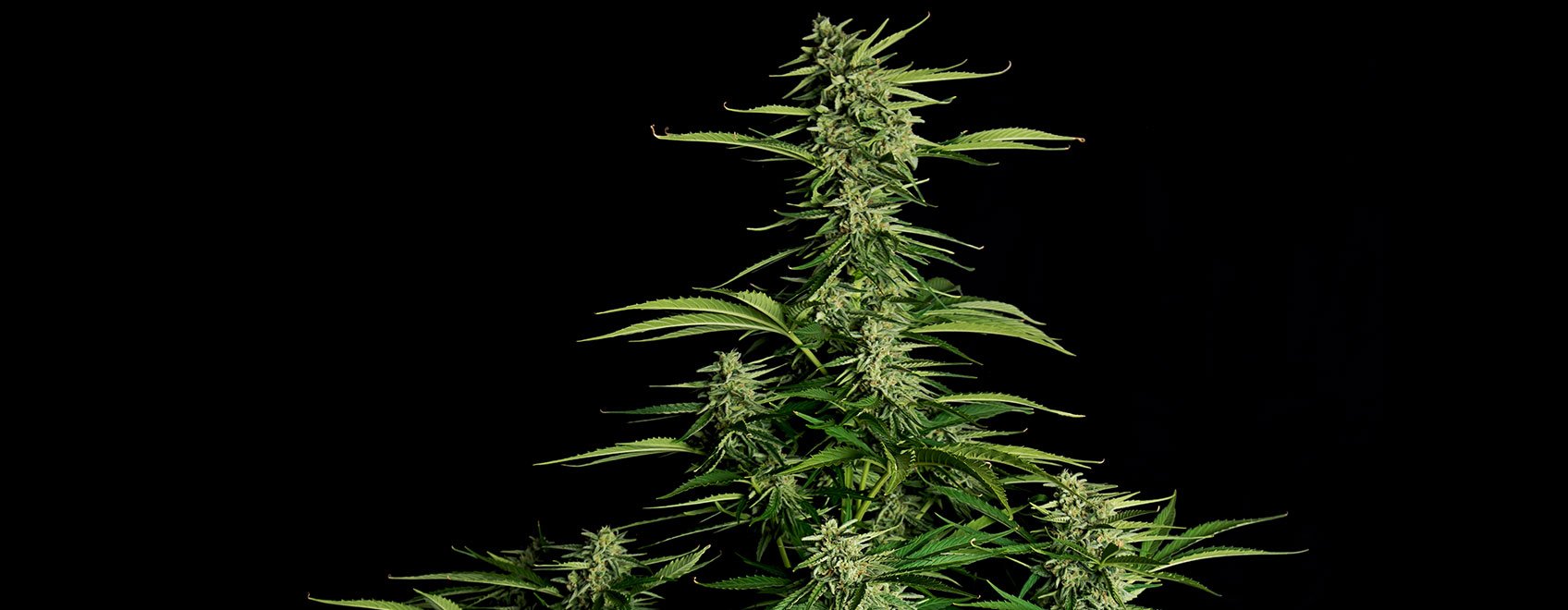 Orion F1 Hybrid Cannabis Strain