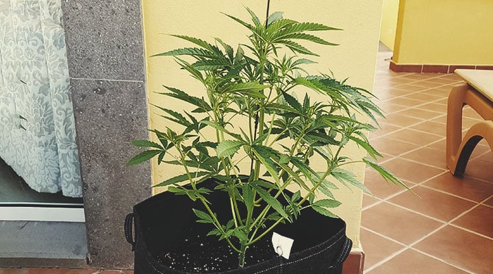 Calendario de cultivo para la temporada de marihuana