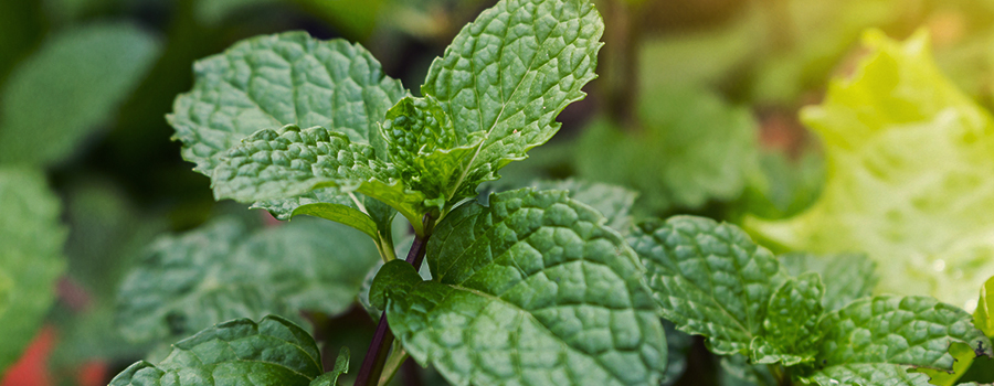 MENTA COMO ALIADA PARA OTRAS PLANTAS DE JARDÍN MENTA COMO ALIADA PARA OTRAS PLANTAS DE JARDÍN