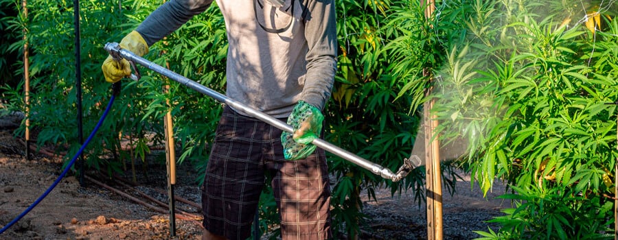 Un hombre utilizando pesticidas en plantas de cannabis