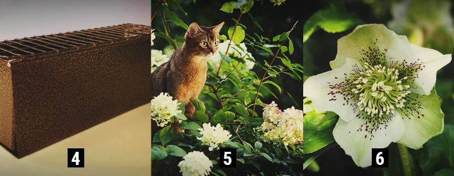 Animales Plantar Exterior