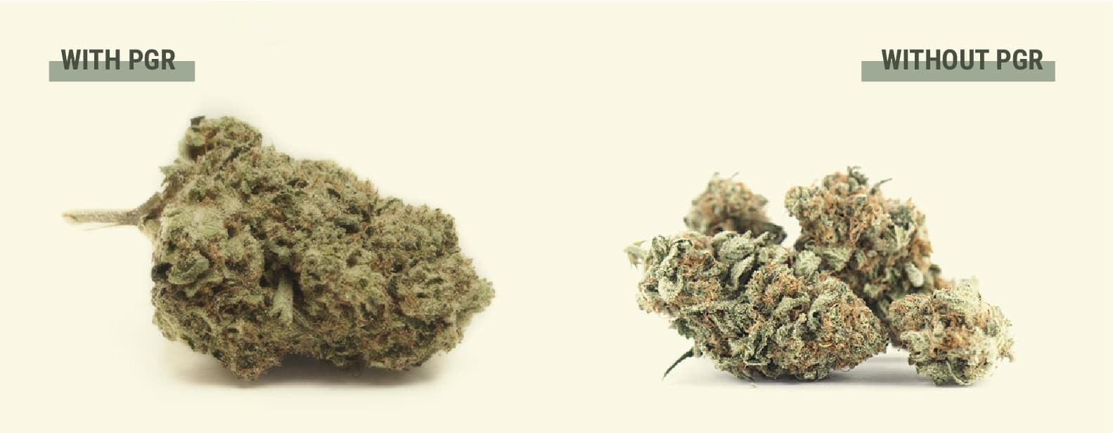 ¿Por qué algunos cultivadores de marihuana utilizan PGR? ¿Por qué algunos cultivadores de marihuana utilizan PGR?