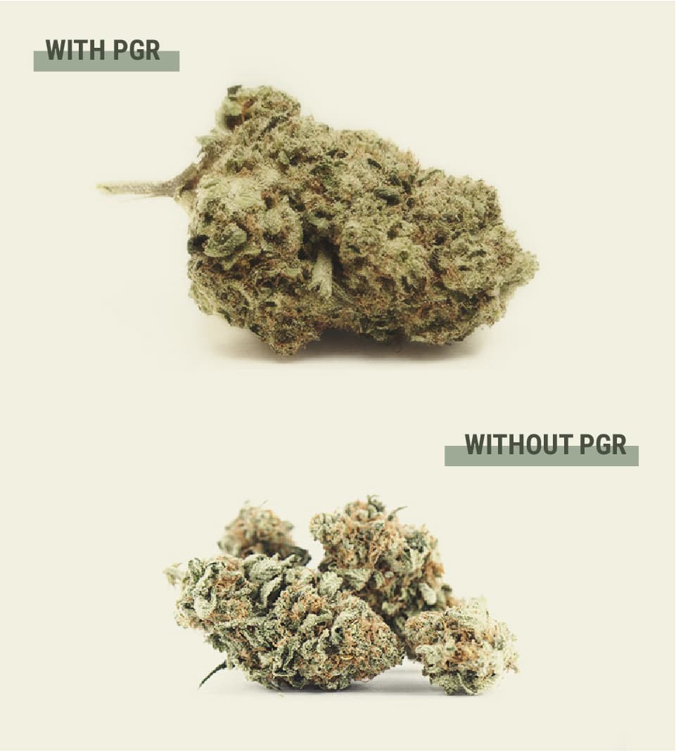 ¿Por qué algunos cultivadores de marihuana utilizan PGR? ¿Por qué algunos cultivadores de marihuana utilizan PGR?