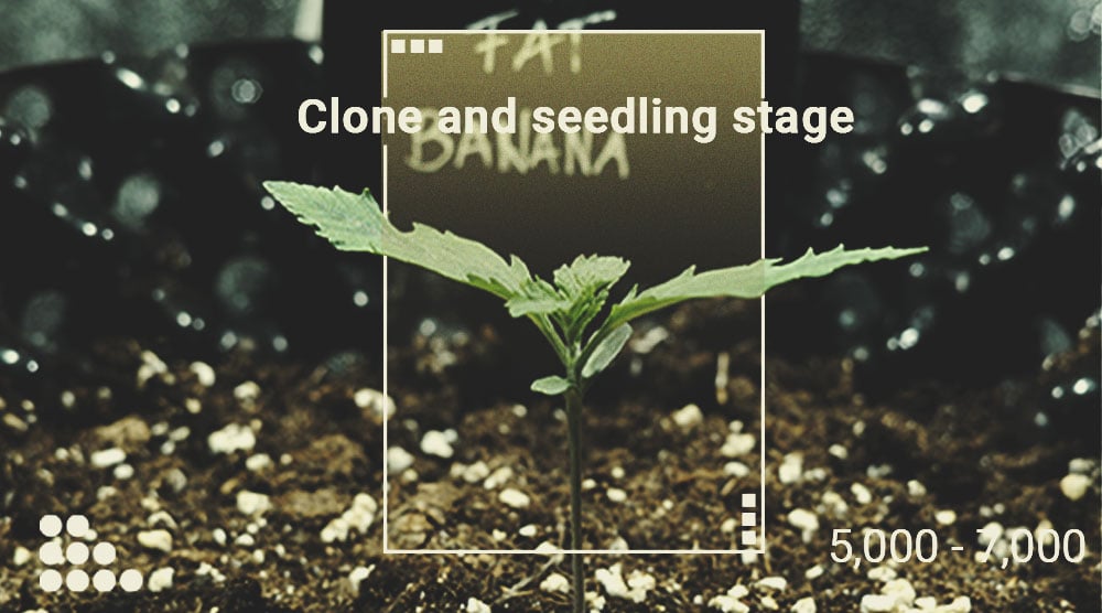 Cómo usar un luxómetro para aumentar las cosechas de marihuana