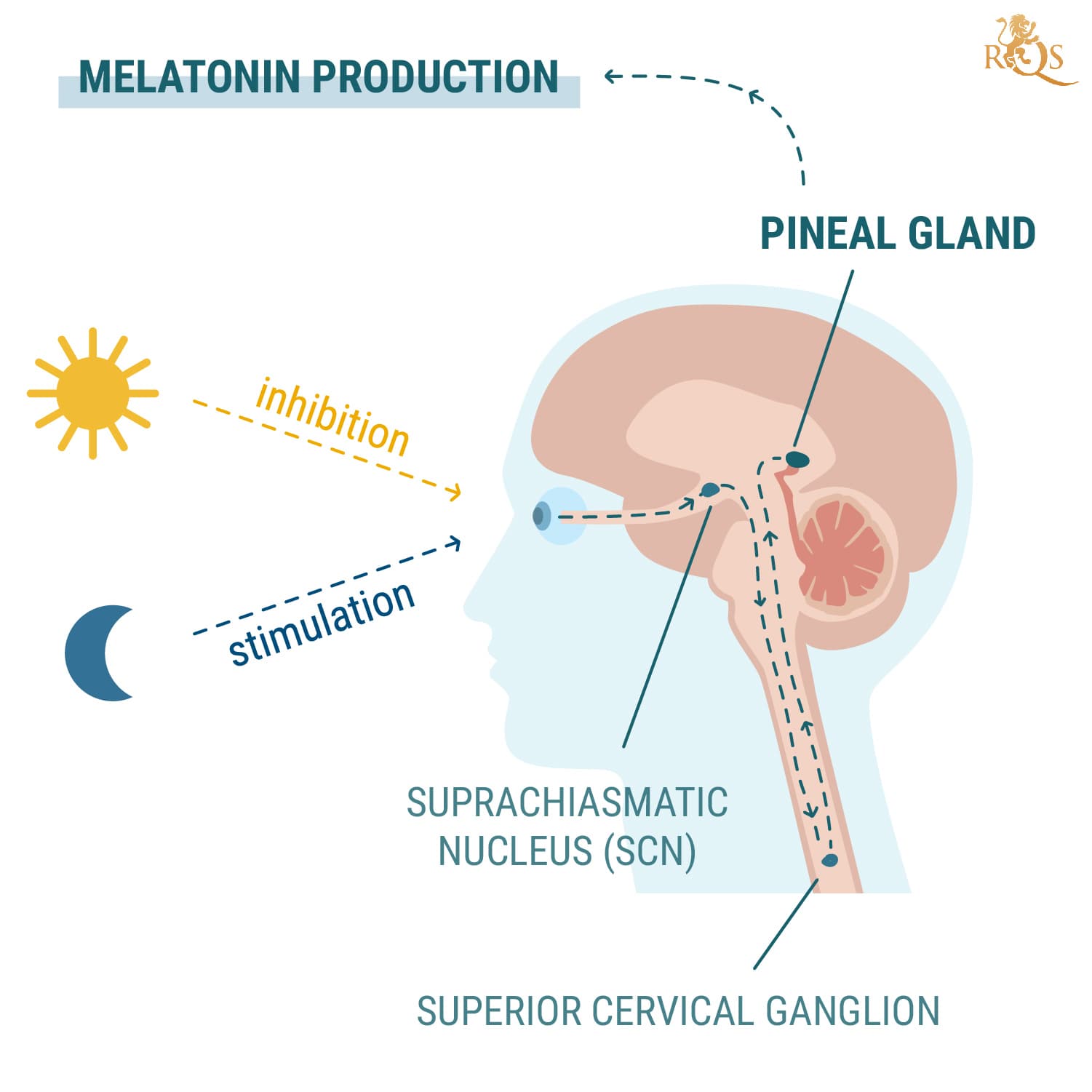 Producción de melatonina Producción de melatonina