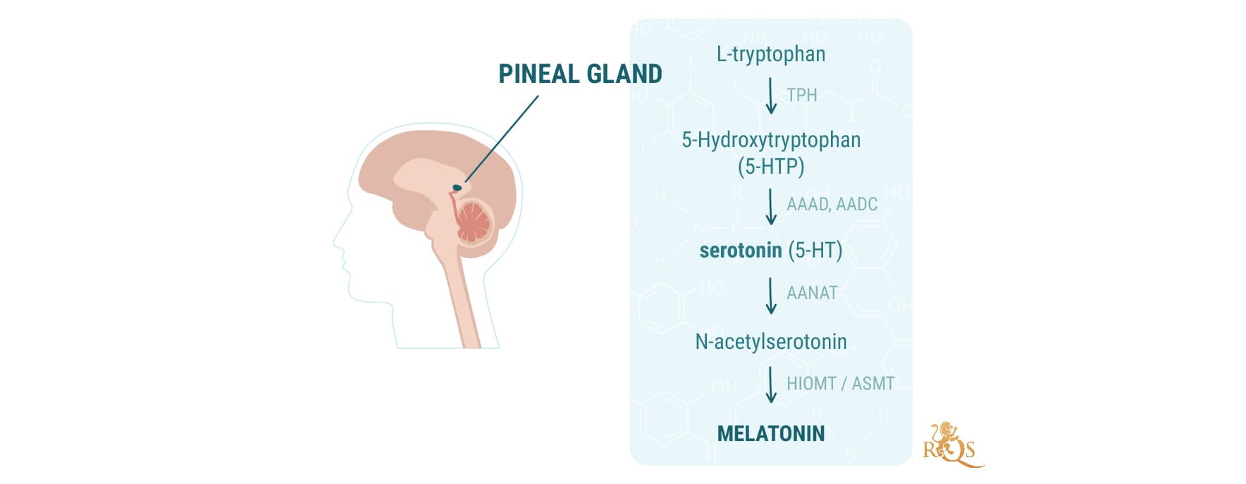 El impacto de la marihuana en la glándula pineal El impacto de la marihuana en la glándula pineal