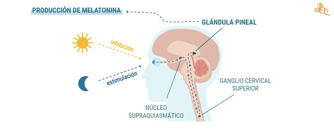 Producción de melatonina