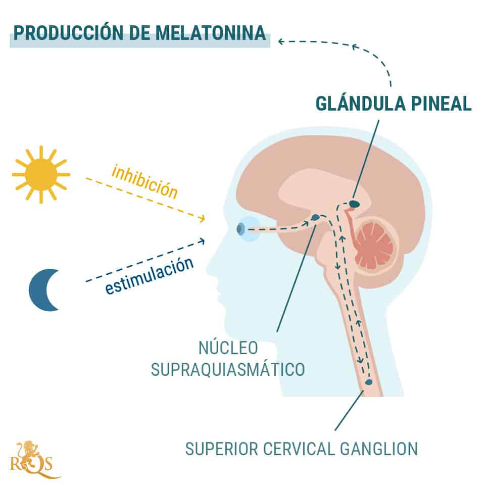 Producción de melatonina